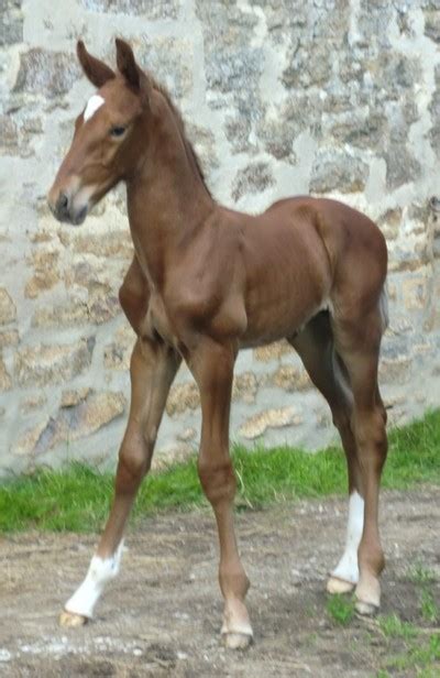 Actualit S Stage Quitation Au Poney Club Du Gu De Selle