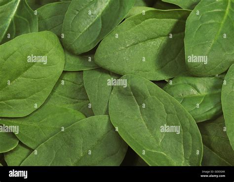 Salad Of Spinach Shoot Spinacia Oleracea Stock Photo Alamy