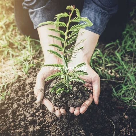 Beneficios ambientales de la bioconstrucción con bambú