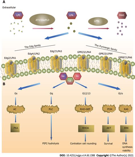 Autotaxin Lysophosphatidic Acid Axis Plays A Key Role In The