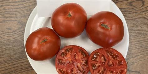 Heat Tolerant Tomato Varieties Sustainable Market Farming