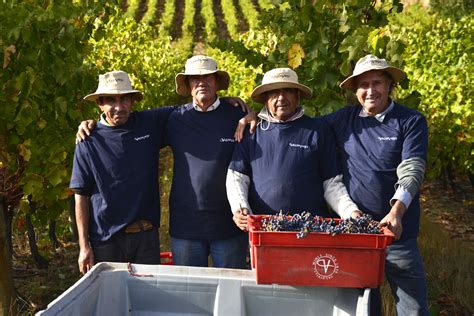 Wine Harvest Report 2019 Chile Bibendum Wine