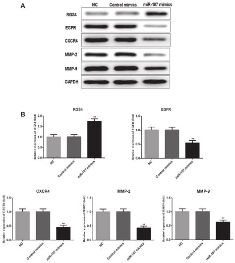 Protein Expression Levels Of Rgs Egfr Cxcr And Mmp And A