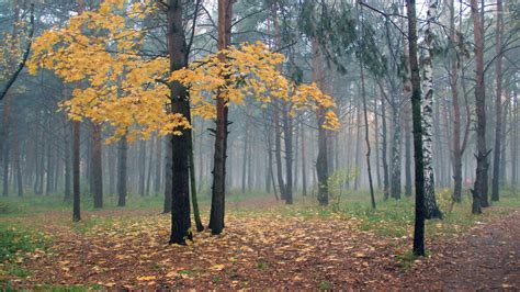 Foggy autumn forest wallpaper - Nature wallpapers - #38156