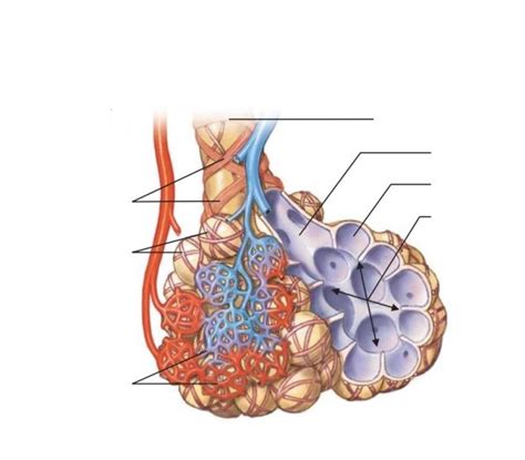 Alveolar Ducts And Sacs Diagram Quizlet