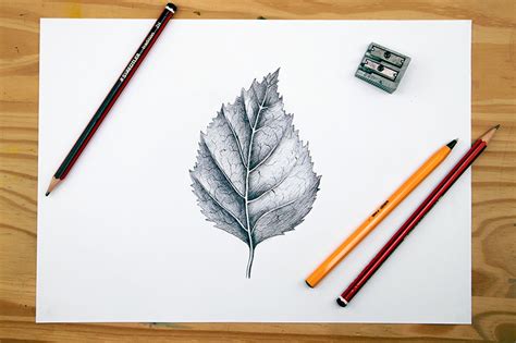 How to Draw a Maple Leaf - Really Easy Drawing Tutorial