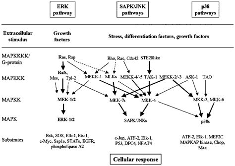 The Best Characterized MAPK Modules Are The ERK Pathway The SAPK JNK