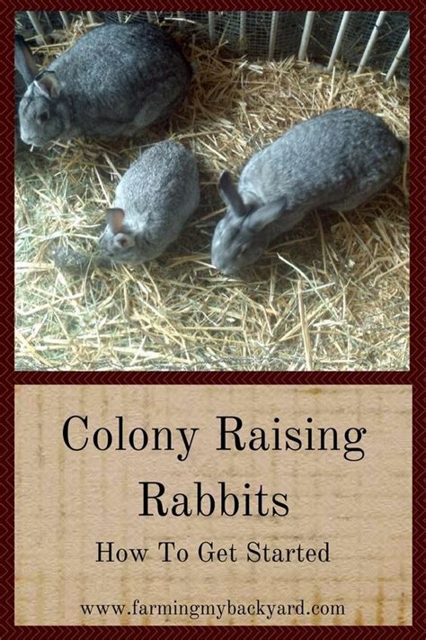 Colony Raising Rabbits How To Get Started Farming My Backyard