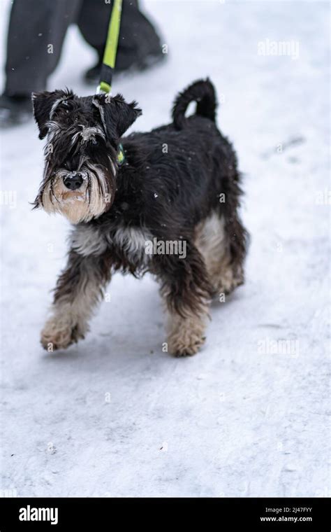 Miniature Schnauzer dog beard mini black, In the afternoon portrait ...