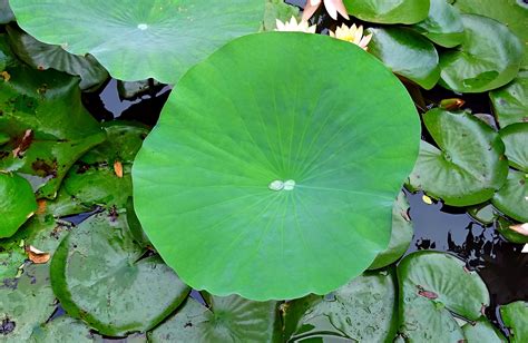 Banco De Imagens árvore Agua Natureza Gotícula Solta Plantar Folha Flor Lagoa Verde