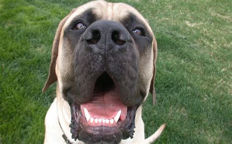 The Most Popular Mastiff Breeds