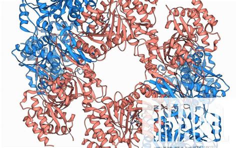 Isocitrate dehydrogenase molecule Isocitrate dehydrogenase, molecular ...