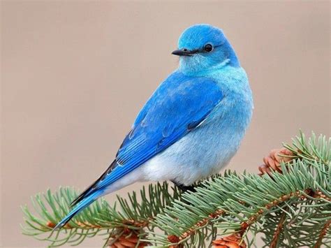 Beautiful Blue Sparrow Birds HD Wallpapers and photos | Beautiful bird ...