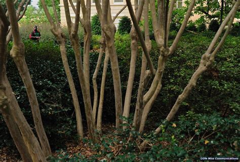 Pruning crepe myrtles, Photography, University of mississippi