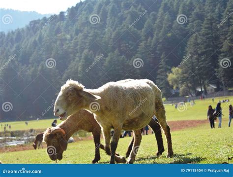 Goat on hilly valleys stock photo. Image of hilly, mountain - 79118404