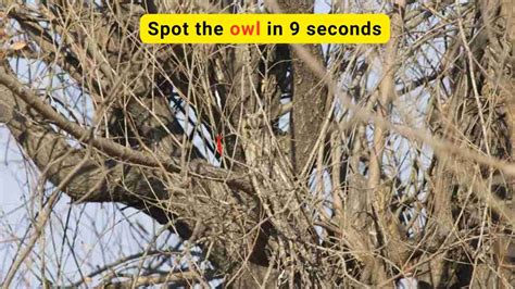 Optical Illusion For Iq Test Only The Most Attentive Observer Can Spot