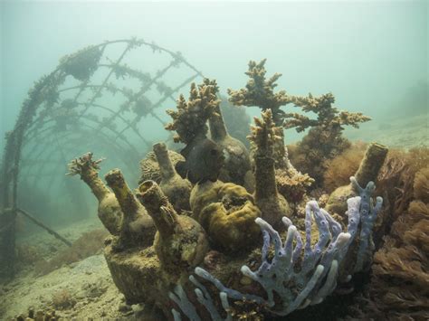 The Search For A Sustainable Future For The Coral Reefs In Kenya Wur