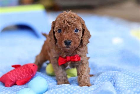 Red Cavapoo: How Rare Is This Beautiful Color?