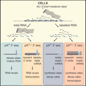 Prime Rna Seq Blog