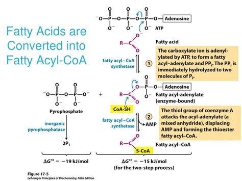 Ppt Chapter Fatty Acid Catabolism Powerpoint Presentation Free