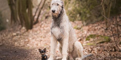 Cani Piccoli Che Non Crescono Di Quali Razze Sono Wamiz