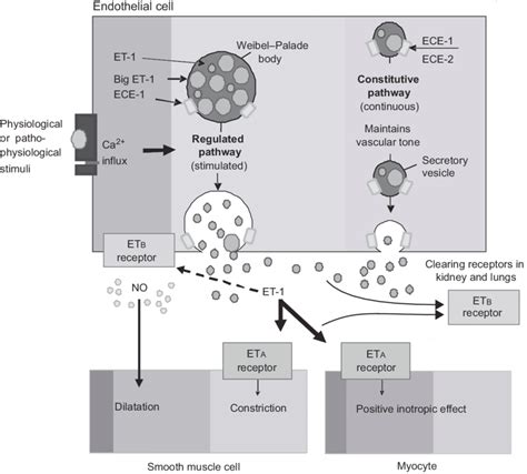 Schematic Diagram Of Endothelin Et 1 Release In The Human Download Scientific Diagram