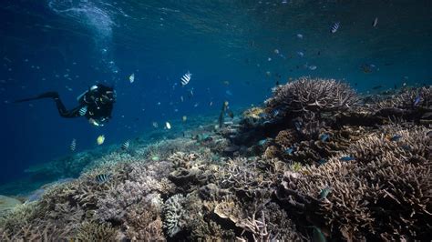 Menikmati Keindahan Bawah Laut Raja Ampat Yang Tiada Tara Foto