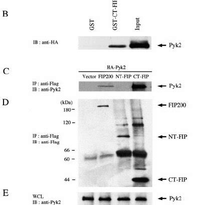 Association Of Pyk With Fip Cooh Terminal Fragment A A Schematic