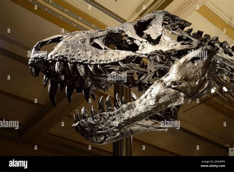 Das Weltweit Einmalige Skelett Des Tyrannosaurus Rex T Rex Tristan