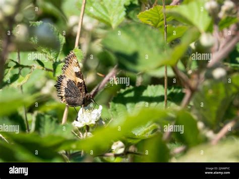 Small Tortoiseshell Butterfly Aglais Urticae Stock Photo Alamy