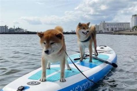 Japanese Shiba Inus Sexy Post Surfing Pose Charms 2 Million Netizens