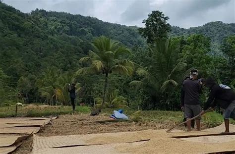 Potret Endang Mulyana Ayah Lesti Kejora Jemur Padi Pamer Hasil