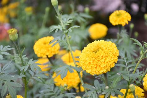 Marigold flower garden, marigold growing at home. 8925320 Stock Photo ...