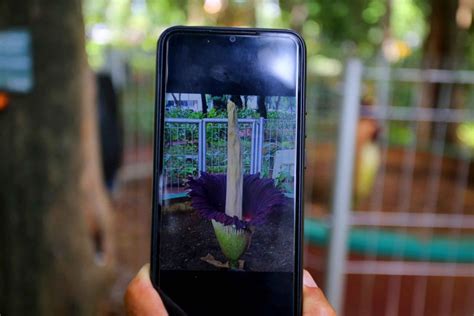 Foto Pelestarian Bunga Bangkai Amorphophallus Titanum Di Arboretum