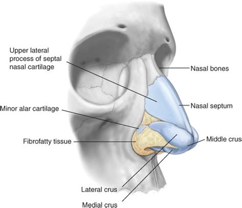 nose anatomy bony septum