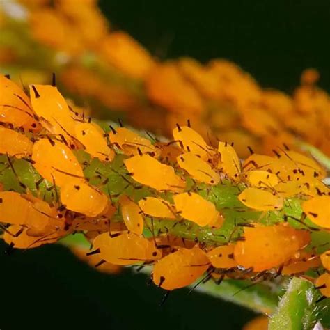 Lastuce De G Nie Pour Liminer Les Parasites Qui Attaquent Vos Plantes