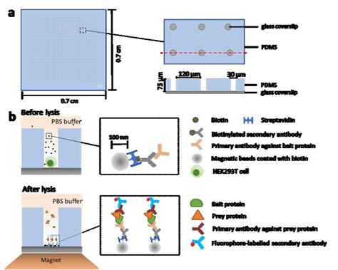 Schematic Of Nanobead Based SiMPull For Single Cells A Microwell