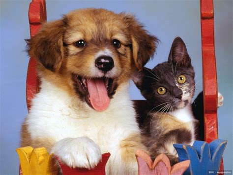 chiens et chats - Page 2