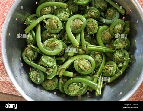 Edible Fiddleheads Of Ostrich Fern Matteuccia Struthiopteris Stock