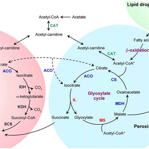 The Sexual Life Cycle Of A Model Filamentous Ascomycete Fungus Sexual Download Scientific