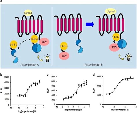 Development Of The Gpcr Mediated Signaling Assay A A