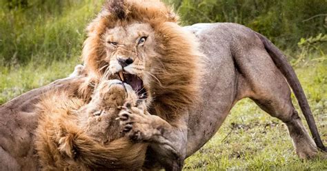 Amazing Photos Show Huge Male Lion Get Another In Headlock During