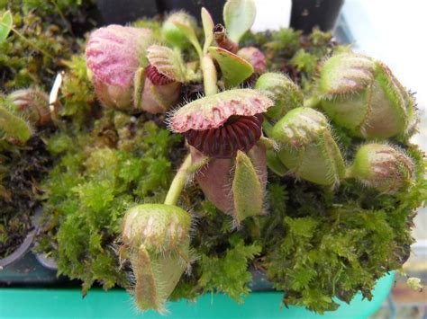 Cephalotus raised outdoors - Cephalotus - Carnivorous Plants UK