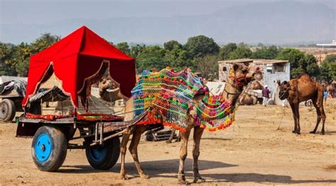 Pushkar Camel Fair 2024 Date Celebration Tourist Attraction