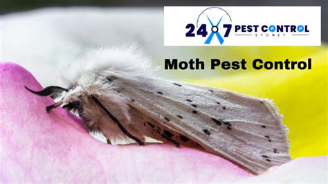 Moth Infestation In Sydney: Expert Tips To Identify, Prevent And Treat The Problem