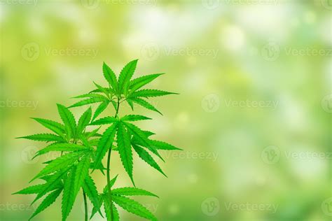 cannabis plant isolated on blurred green background 11829458 Stock ...