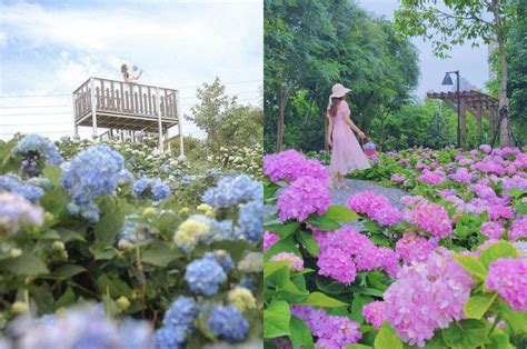 免衝陽明山！「全台最大萬坪繡球花田、新北千株花海新秘境」美到7月 玩咖playing 自由電子報