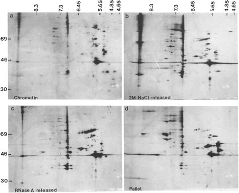 Two Dimensional Protein Gel Electrophoresis Of Hela Nuclear Fractions