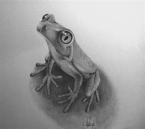 Art By Addison Tuley Tree Frog Frog Sketch Frog Drawing Tree Frog