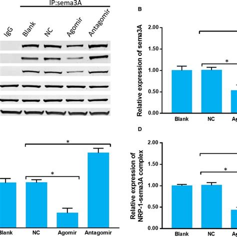 MiR30b Regulates The Sema3A PlexinA1NRP1 Axis A The Binding Of